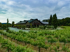 Image of the Charlie Palmer vineyard.